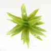 Model plant suit succulents, flax etc - 2cm Image 2 (Overhead)